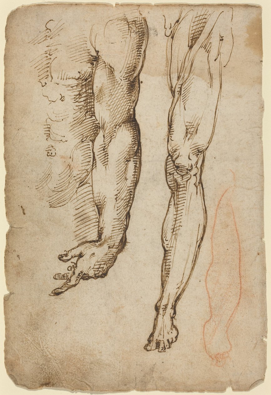 Anatomiska studier av Domenico Beccafumi
