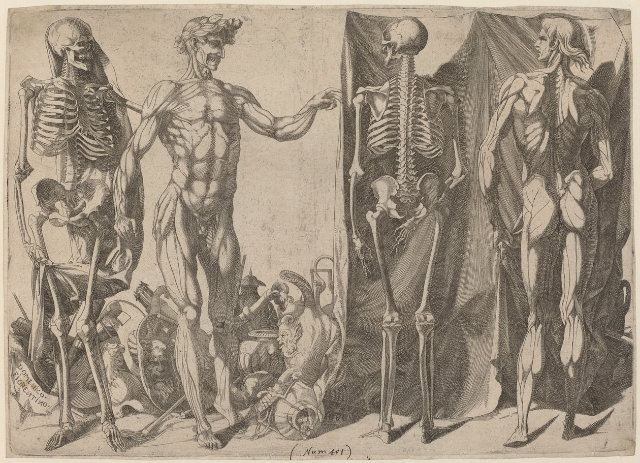 Skelett och skinn av Domenico del Barbiere