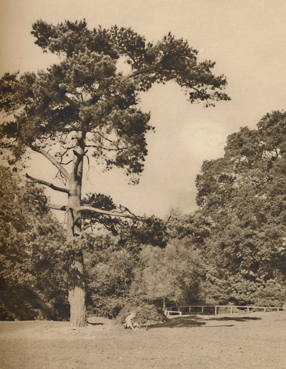 I Hadley Woods, rest av den gamla kungliga jaktskogen i Enfield Chase, c1935. av Donald McLeish