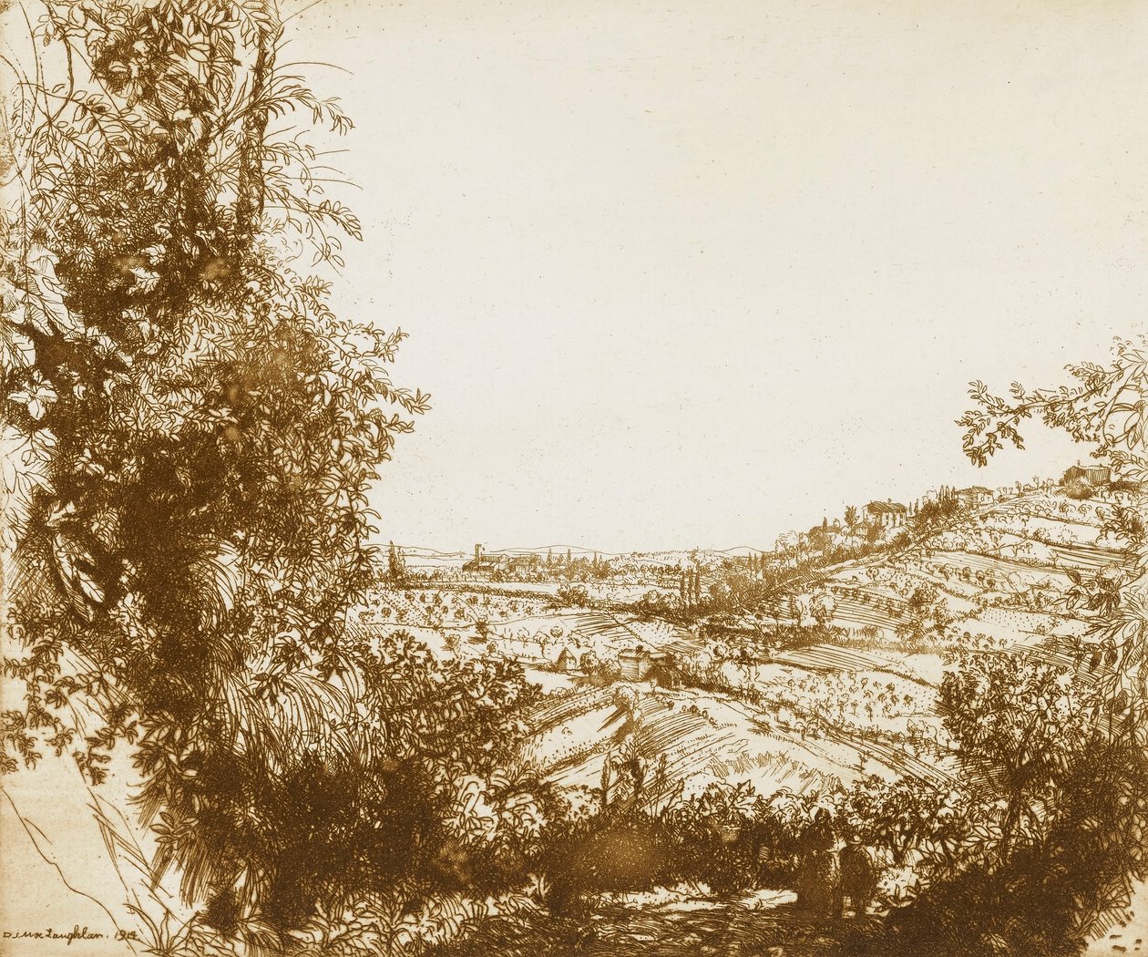 Olivlundar av Donald Shaw MacLaughlan