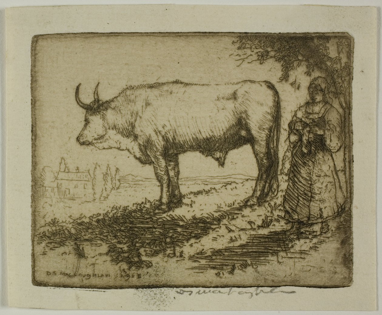 Den vita oxen av Donald Shaw MacLaughlan