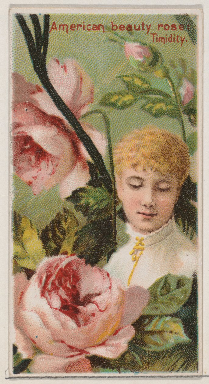 American Beauty Rose: Timidity, från serien Floral Beauties and Language of Flowers N..., 1892. av Donaldson Brothers