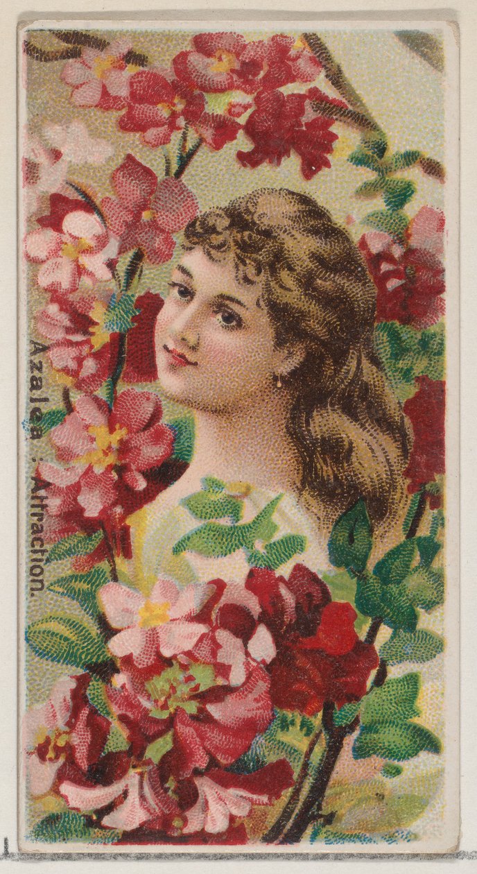 Azalea: Attraktion, från serien Floral Beauties and Language of Flowers N75 for Duke..., 1892. av Donaldson Brothers