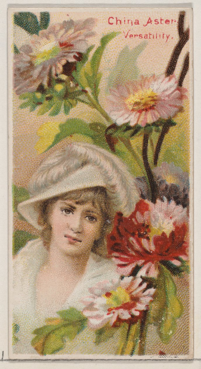 China Aster: Mångsidighet, från serien Floral Beauties and Language of Flowers N75 fo..., 1892. av Donaldson Brothers