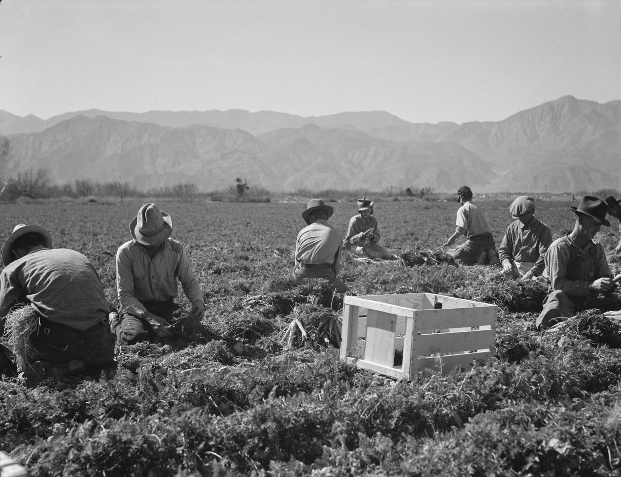 Morotsupptagare från Texas, Oklahoma, Missouri, Arkansas och Mexiko, Kalifornien av Dorothea Lange