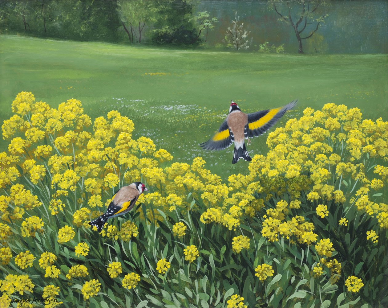 Goldfinches, 2000 (olja på pannå) av Douglas Anderson