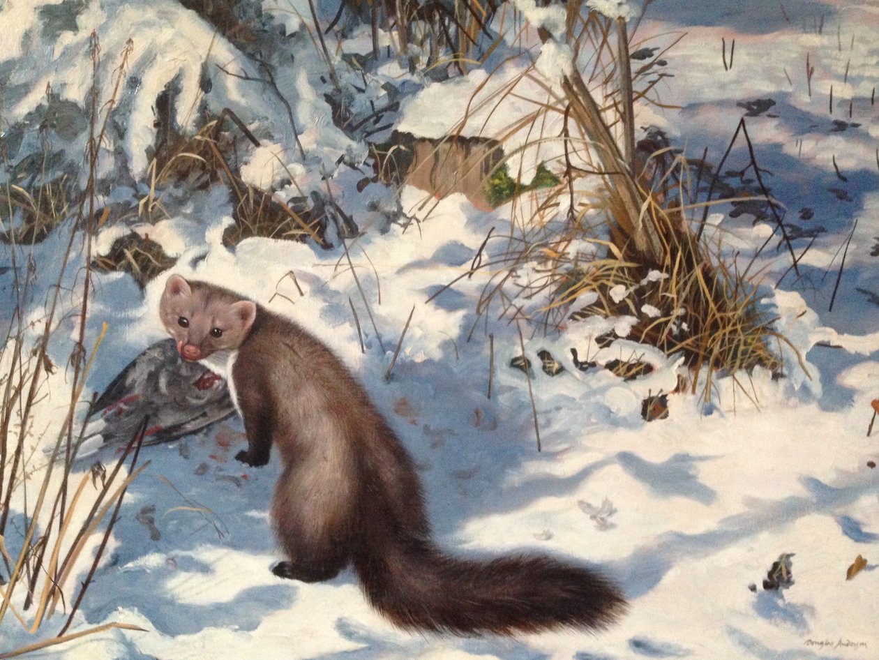 Stenmård i snön (olja på duk) av Douglas Anderson