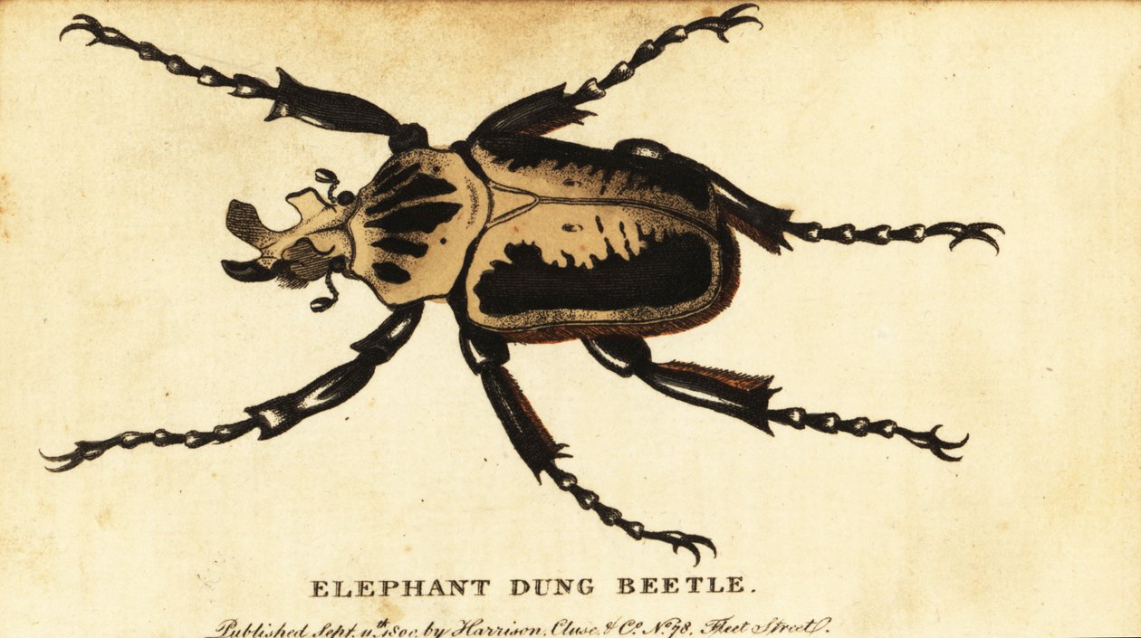 Kunglig goliatbagge, Goliathus regius., 1800 (gravyr) av Dru Drury