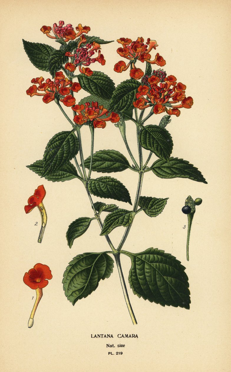 Stor salvia, ghaneri eller fästingbär, Lantana camara. Kromolitografi från en illustration av Desire Bois från Edward Step