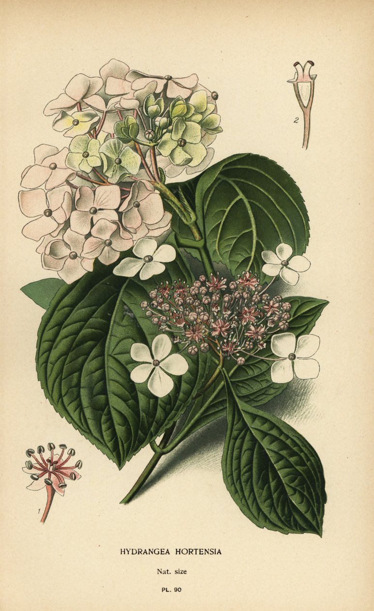 Storbladshortensia, Hydrangea macrophylla. av Désiré Georges Jean Marie Bois
