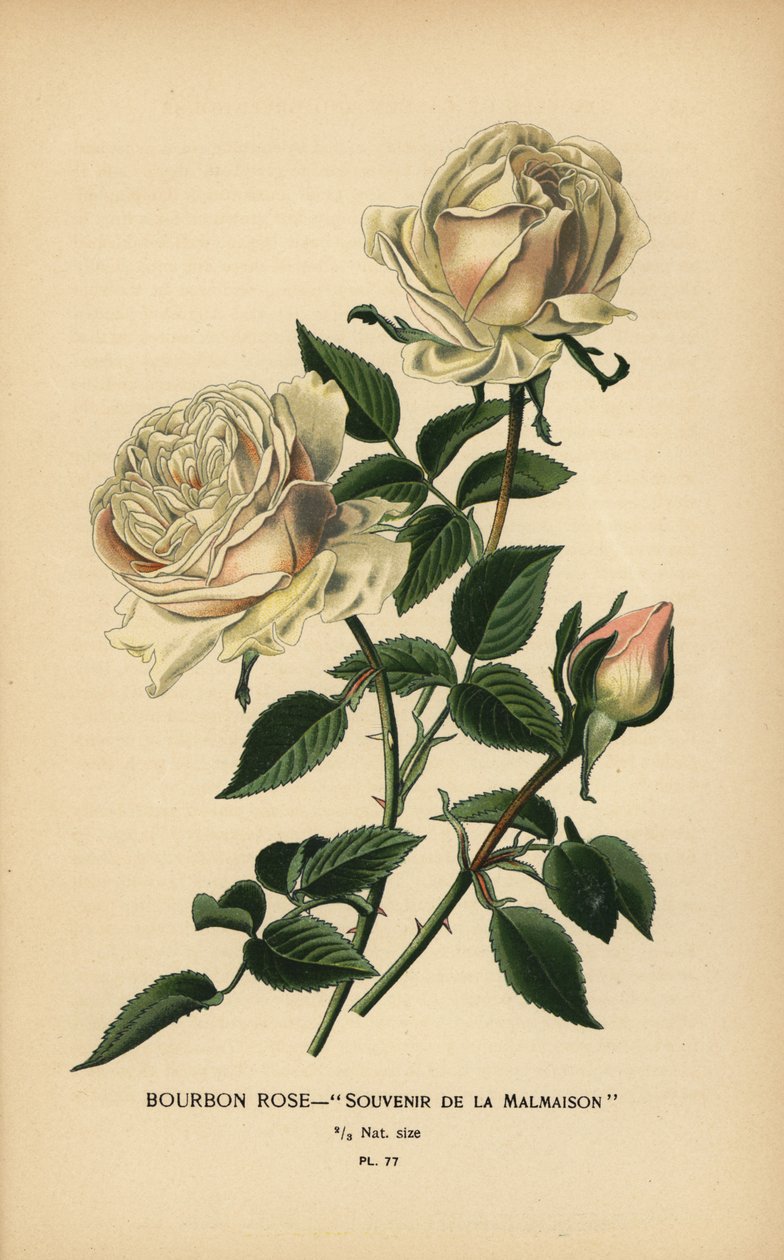 Bourbonros, Souvenir från Malmaison. av Désiré Georges Jean Marie Bois