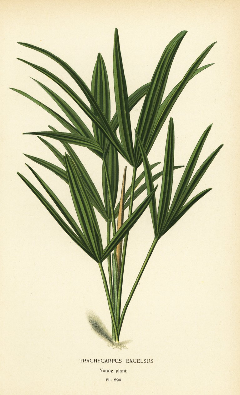 Bredbladig dampalm eller bambupalm, Rhapis excelsa (Trachycarpus excelsus). Kromolitografi från en illustration av Desire Bois från Edward Step