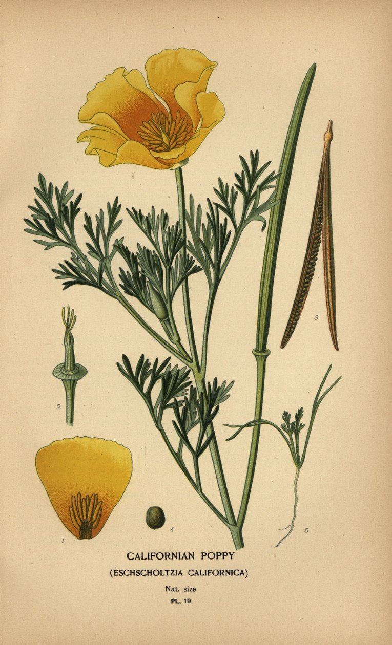 Kalifornisk vallmo, Eschscholzia californica av Désiré Georges Jean Marie Bois