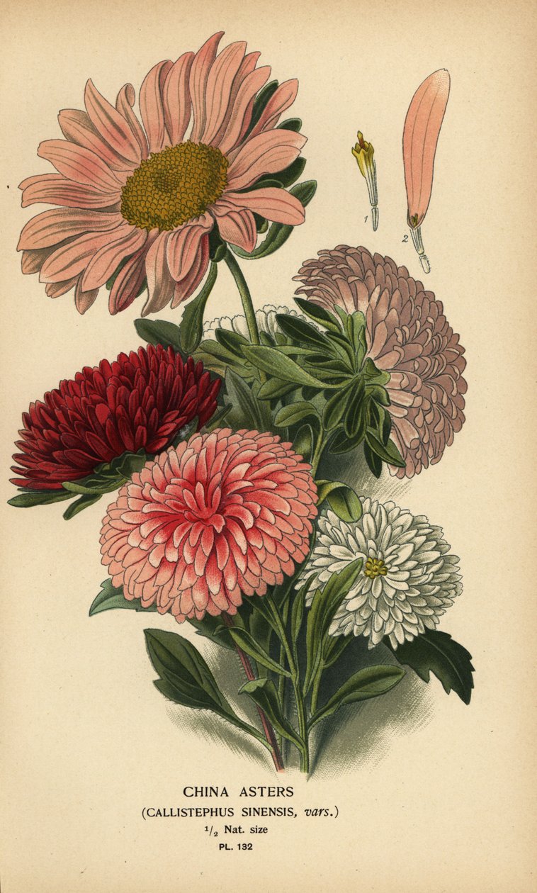 Kina aster sorter, Callistephus x sinensis. av Désiré Georges Jean Marie Bois