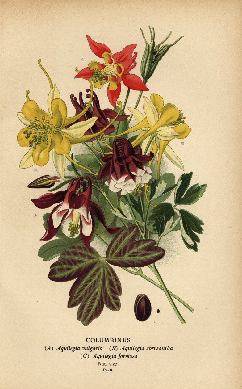 Aklejor, Aquilegia-arter. av Désiré Georges Jean Marie Bois