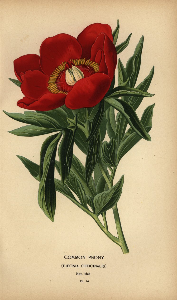 Vanlig pion, Paeonia officinalis. av Désiré Georges Jean Marie Bois