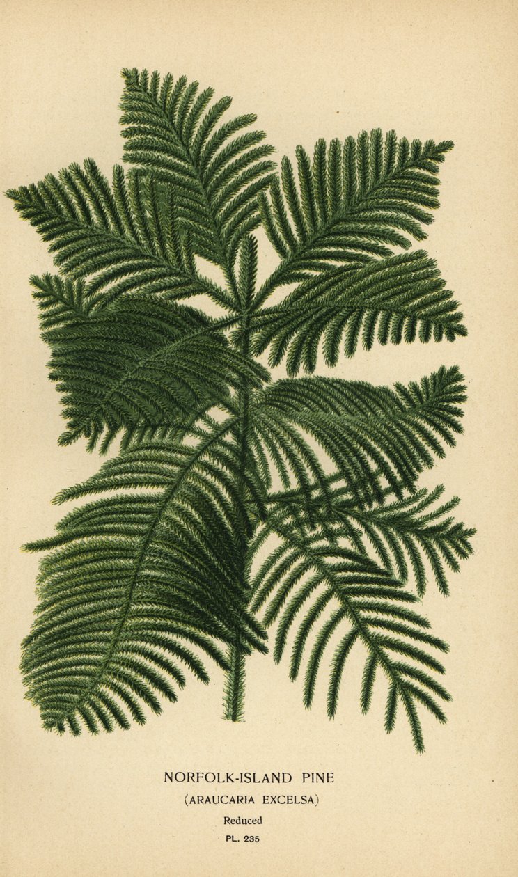 Kok tall, Araucaria columnaris. (Norfolköns tall, Araucaria excelsa). Kromolitografi från en illustration av Desire Bois från Edward Step
