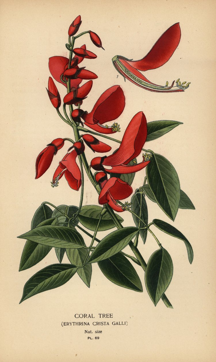 Korallträd, Erythrina crista-galli. av Désiré Georges Jean Marie Bois