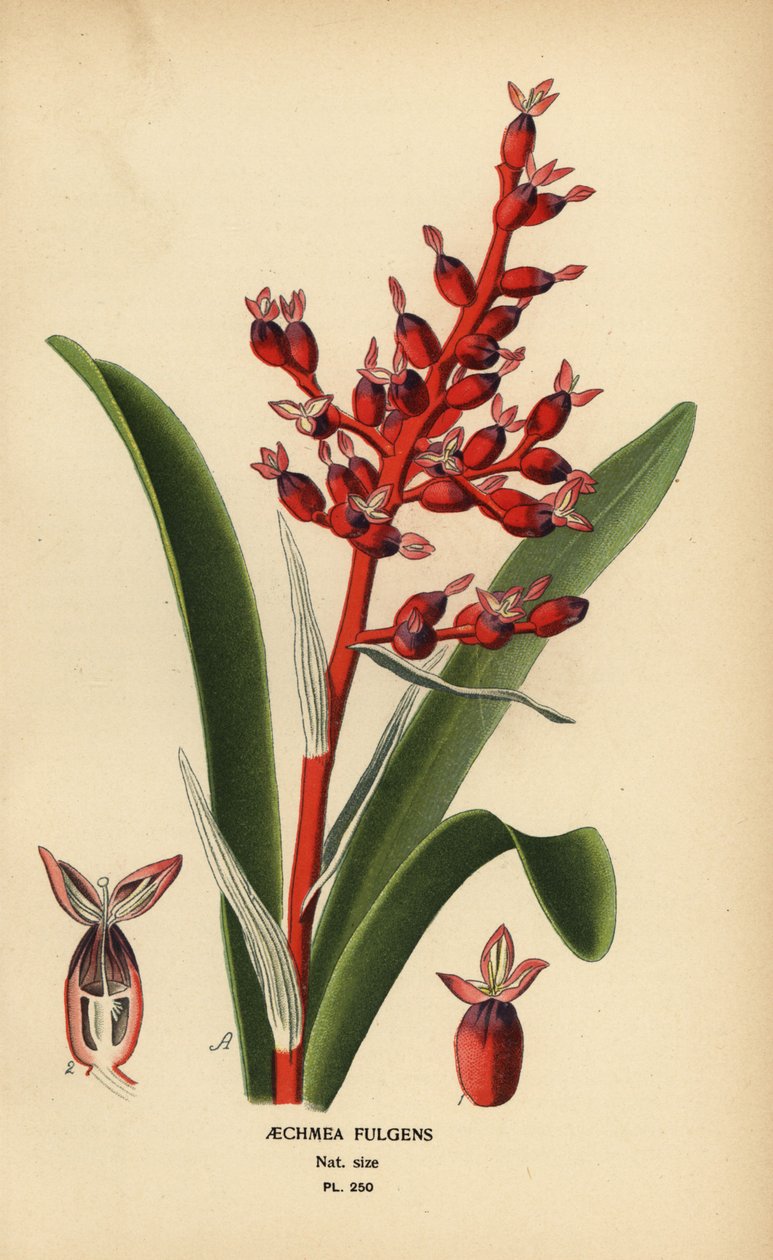 Korallbär, Aechmea fulgens. Kromolitografi från en illustration av Desire Bois från Edward Step