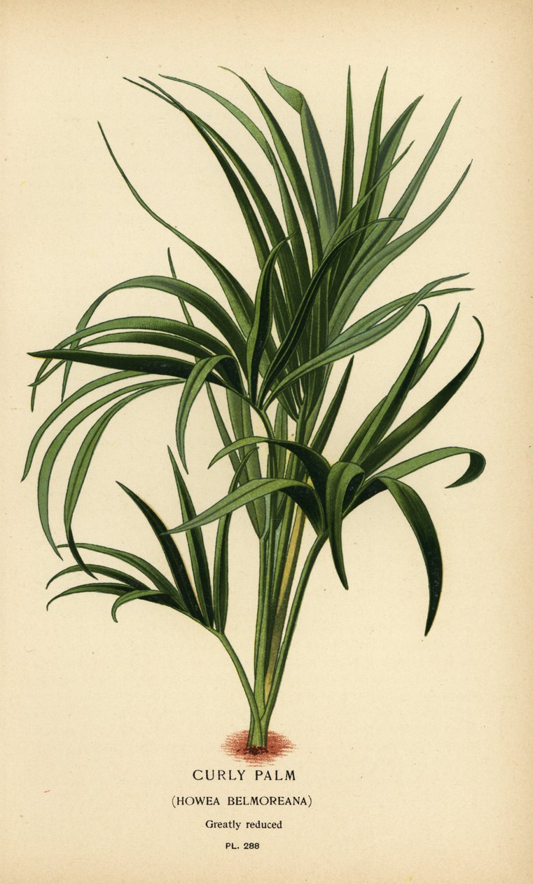 Lockig palm, Howea belmoreana. Sårbar. Kromolitografi från en illustration av Desire Bois från Edward Step