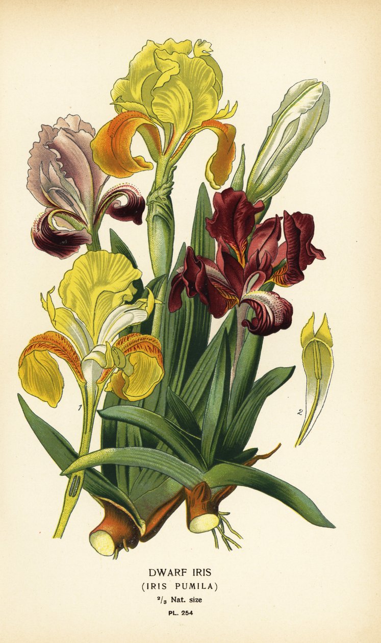 Dvärg iris, Iris pumila. Kromolitografi från en illustration av Desire Bois från Edward Step