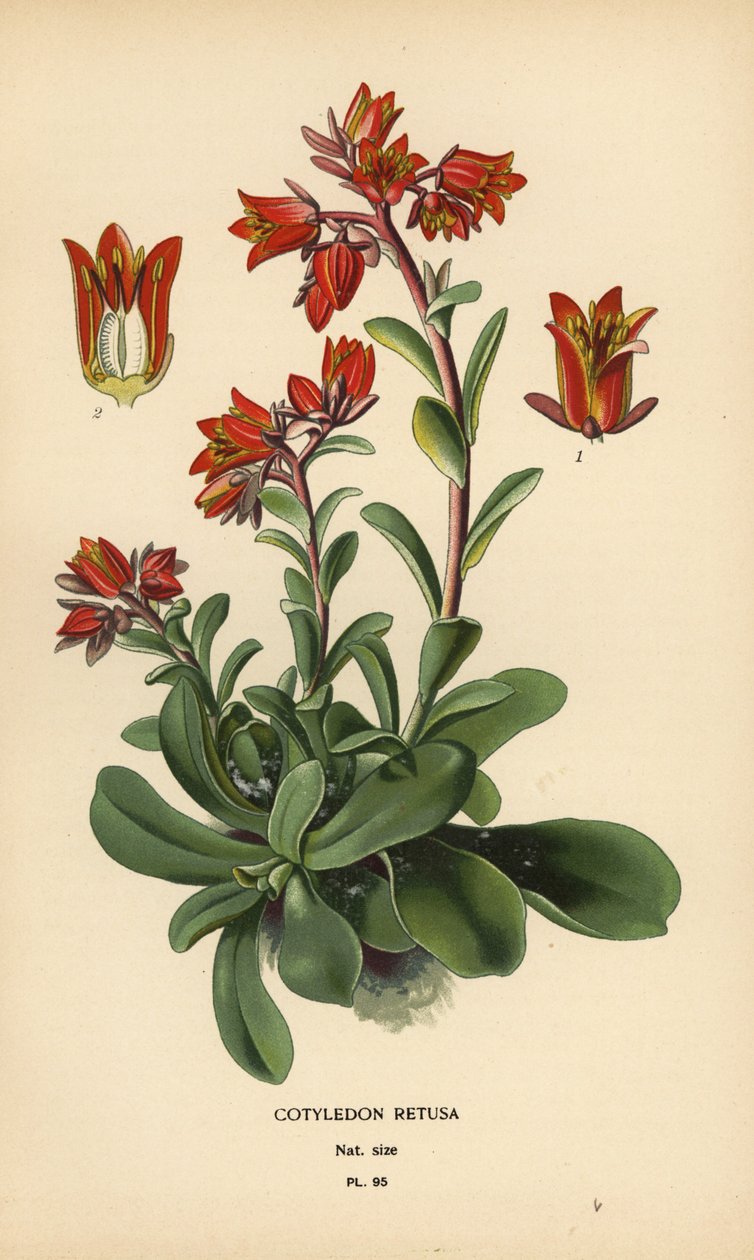 Lysande Echeveria. av Désiré Georges Jean Marie Bois