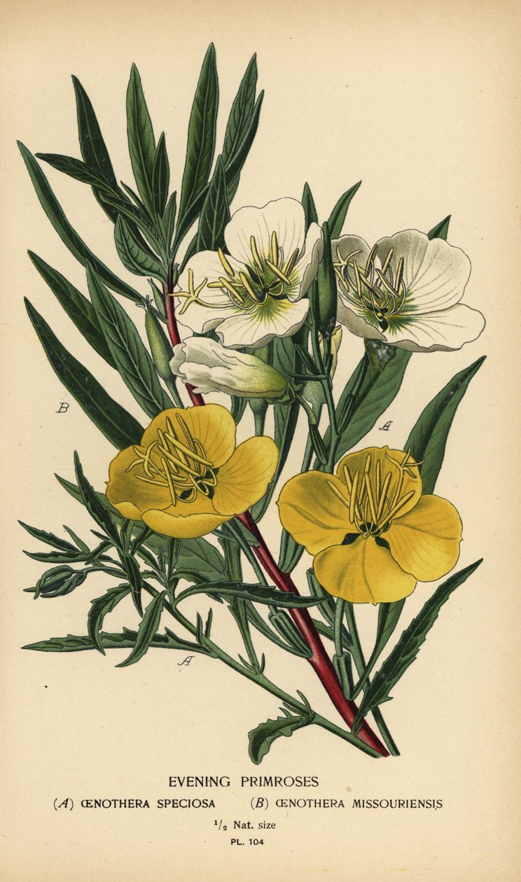 Kvällsnattljus. av Désiré Georges Jean Marie Bois