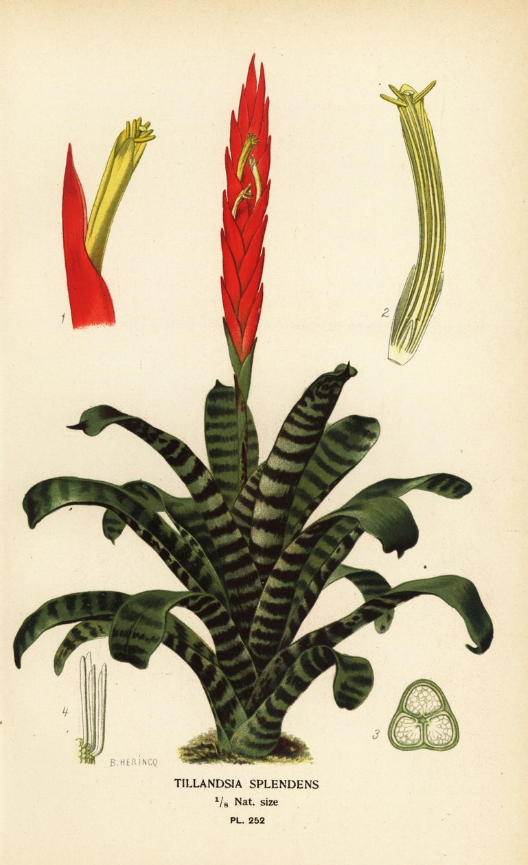 Flammande svärd, Vriesea splendens (Tillandsia splendens). Kromolitografi från en illustration av B. Herincq från Edward Step’s Favorite Flowers of Garden and Greenhouse, Frederick Warne, London av Désiré Georges Jean Marie Bois