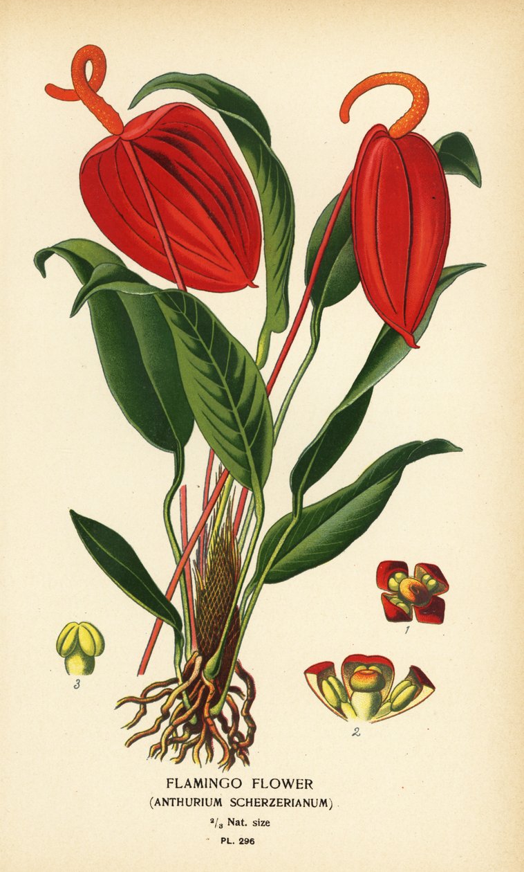 Flamingoblomma, Anthurium scherzerianum. Kromolitografi från en illustration av Desire Bois från Edward Step