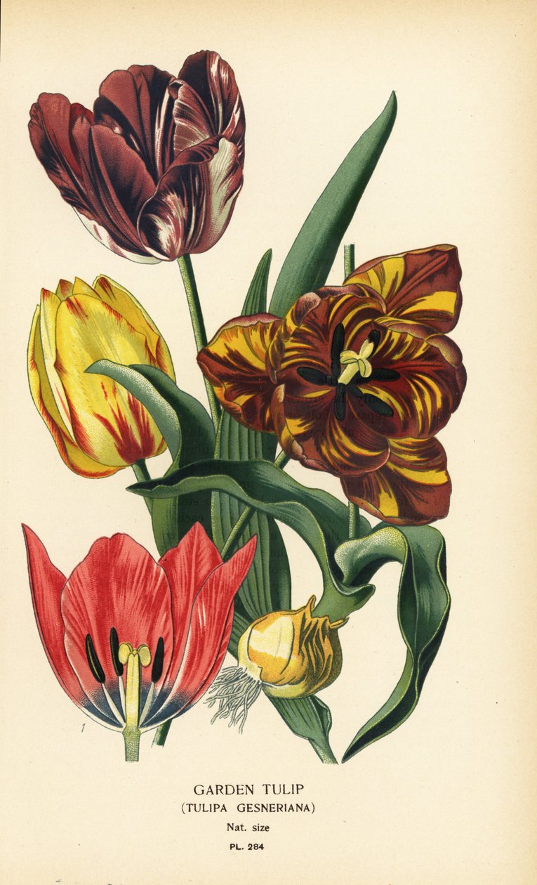 Trädgårdstulpan, Tulipa gesneriana. Kromolitografi från en illustration av Desire Bois från Edward Step
