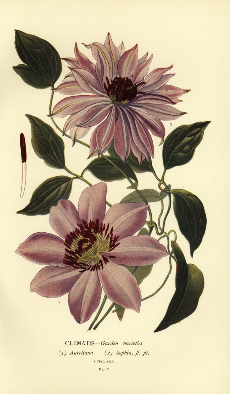 Trädgårdsvarianter av klematis. av Désiré Georges Jean Marie Bois