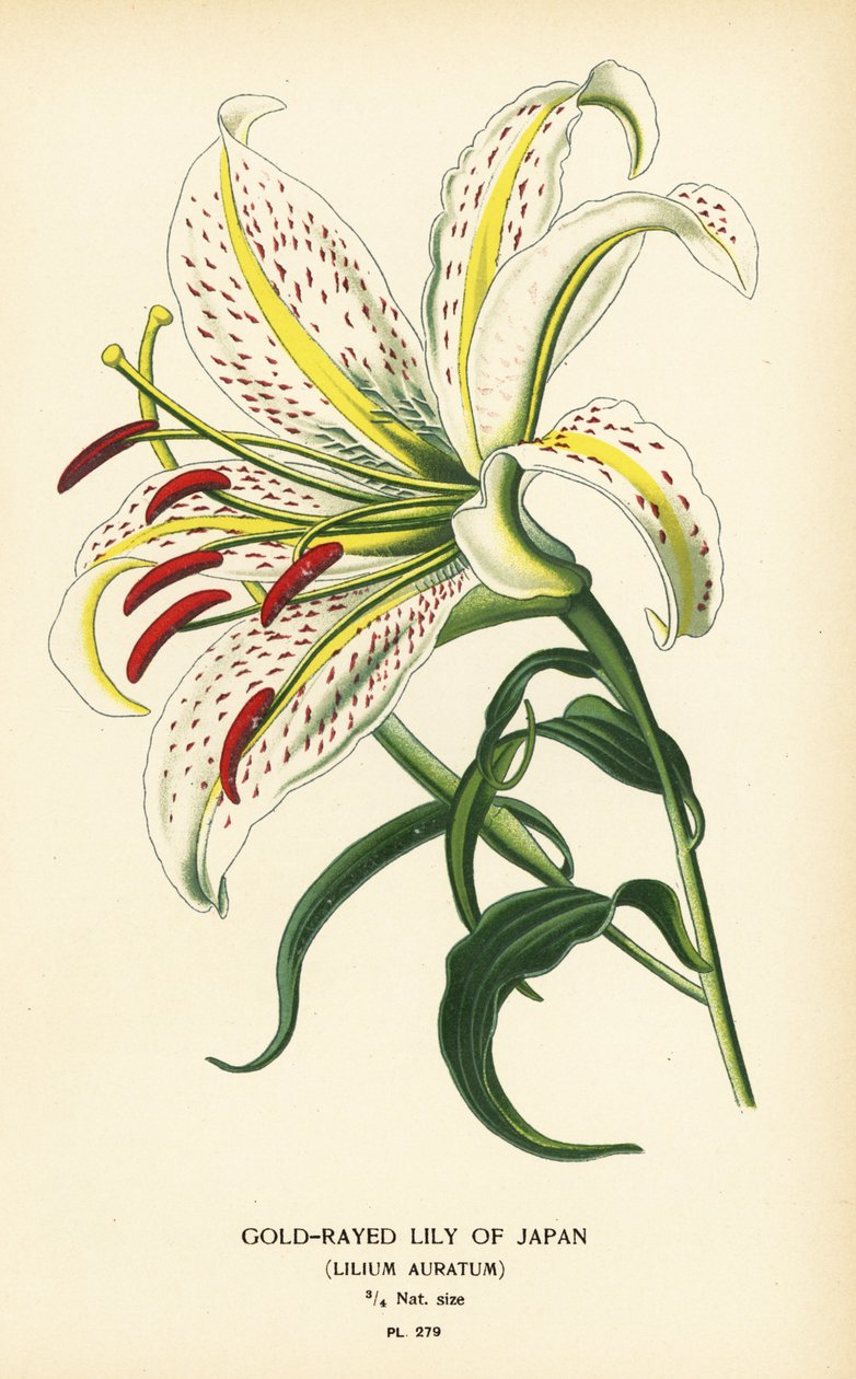 Guldstrålad lilja från Japan eller yamayuri, Lilium auratum. Kromolitografi från en illustration av Desire Bois från Edward Step