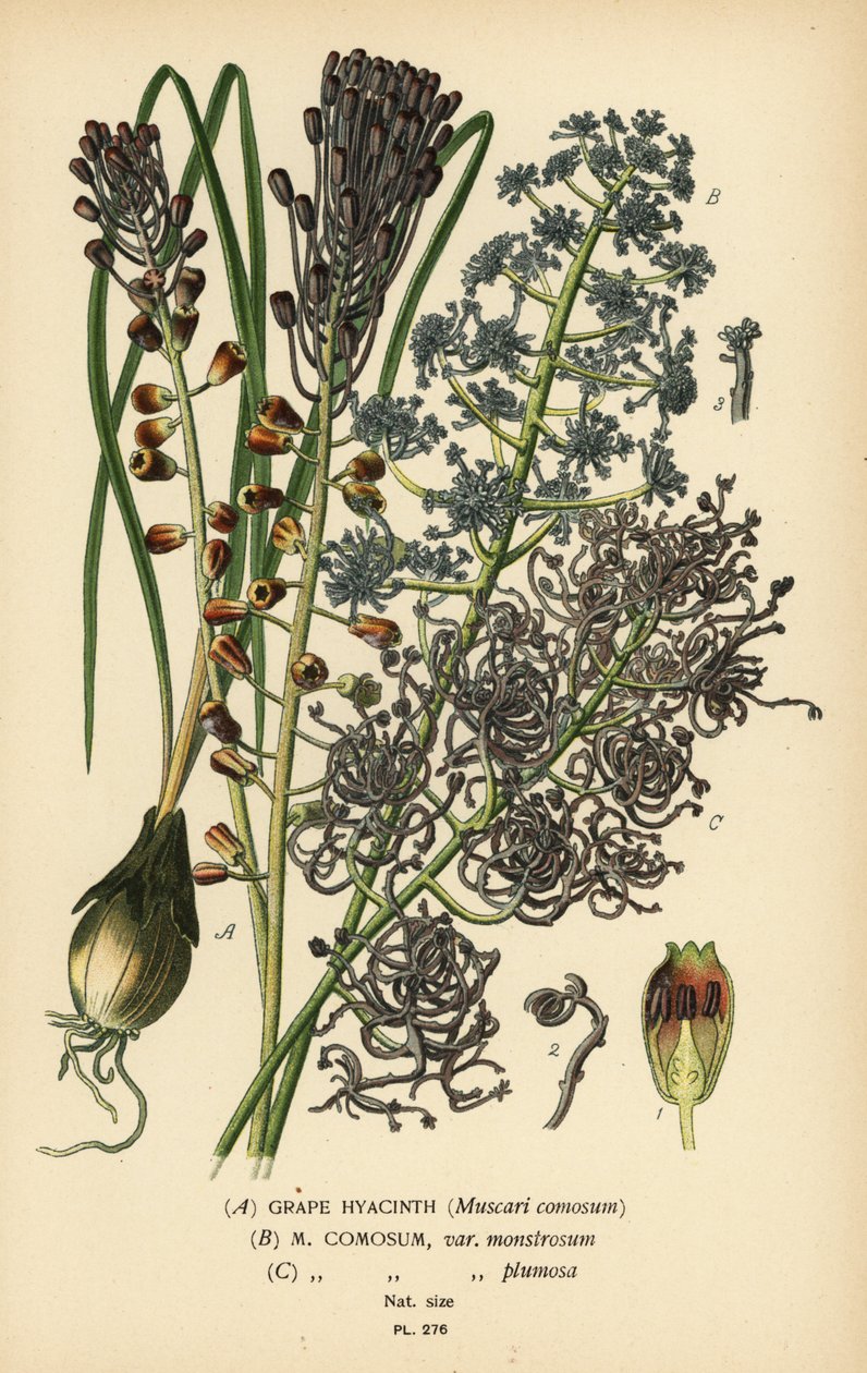 Druvhyacint, Leopoldia comosa (Muscari comosum, var. monstrosum, var. plumosa). Kromolitografi från en illustration av Desire Bois från Edward Step