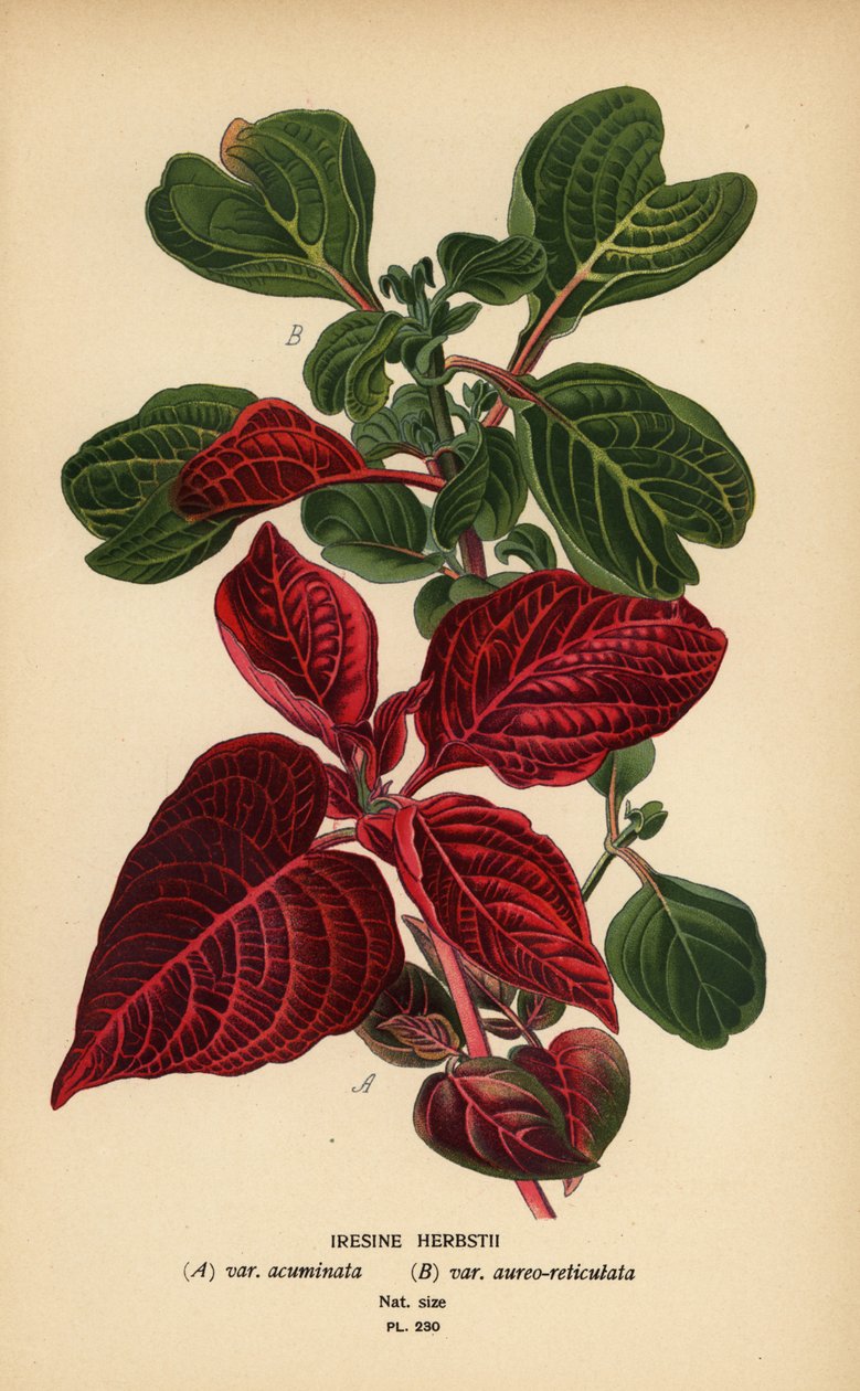 Herbsts blodbladssorter, Iresine herbstii a) var. acuminata, b) var. aureo-reticulata. Kromolitografi från en illustration av Desire Bois från Edward Step