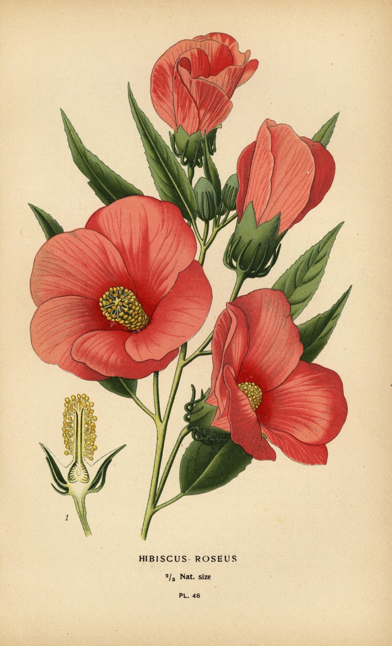 Hibiscus roseus. av Désiré Georges Jean Marie Bois