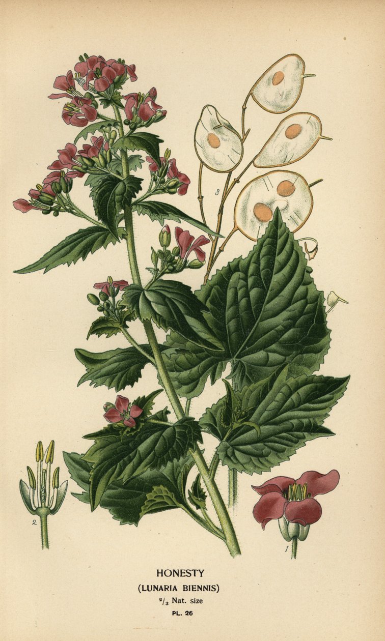Ärlighet, Lunaria annua. av Désiré Georges Jean Marie Bois
