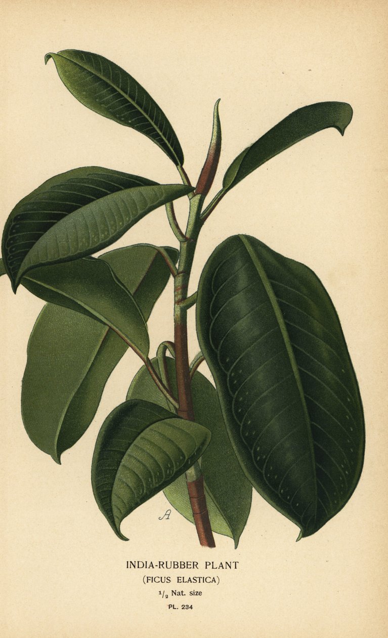 Indien-gummiväxt, Ficus elastica. Kromolitografi från en illustration av Desire Bois från Edward Step