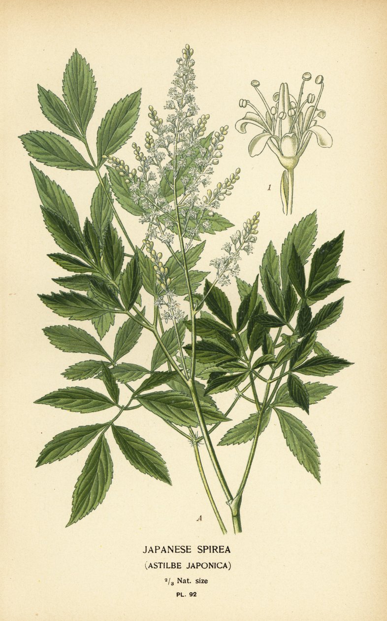 Japansk spirea, Astilbe japonica. av Désiré Georges Jean Marie Bois
