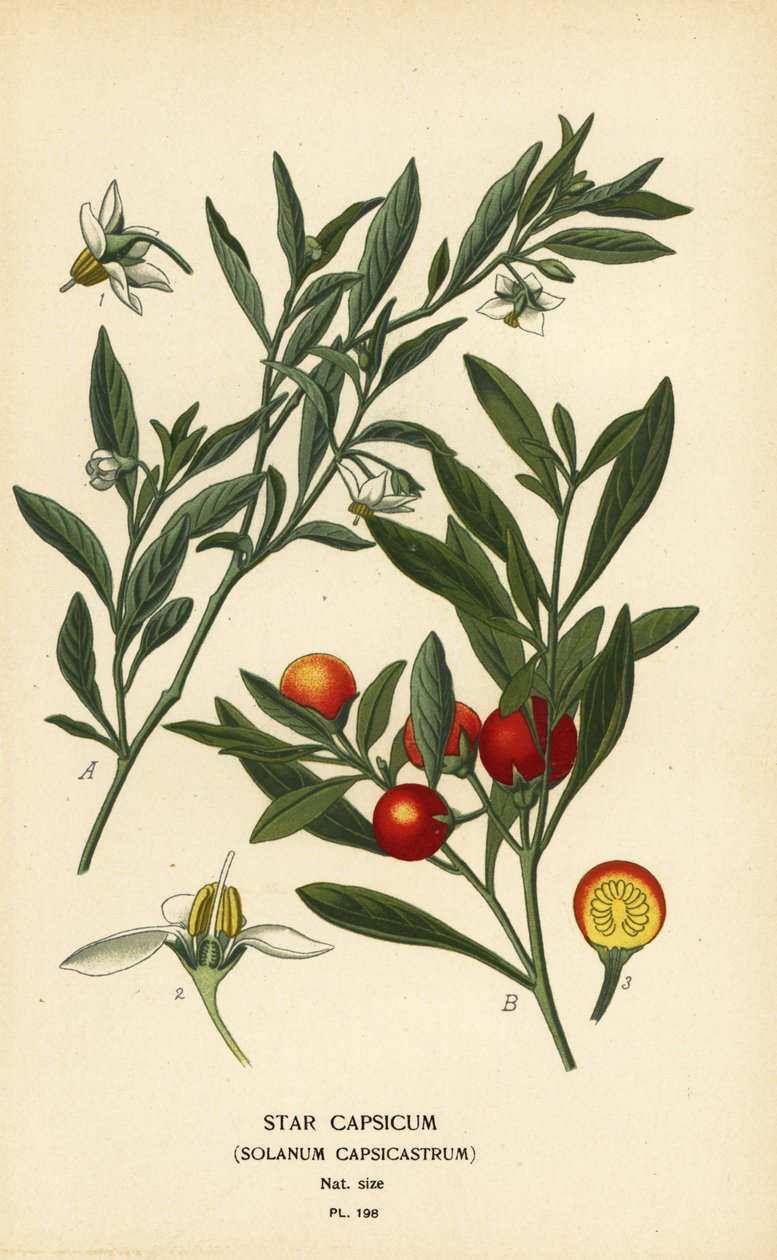 Jerusalem körsbär, Solanum pseudocapsicum var. diflores av Désiré Georges Jean Marie Bois
