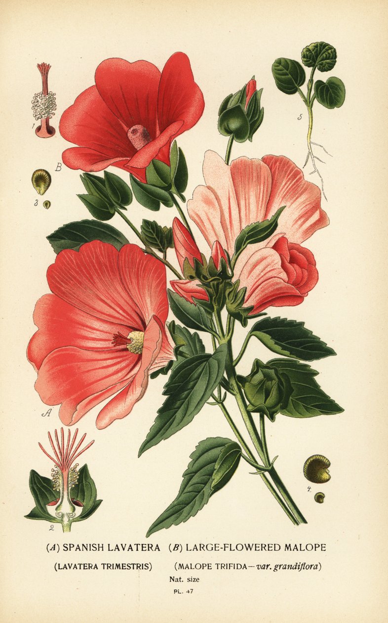 Lavatera trimestris och Malope trifida. av Désiré Georges Jean Marie Bois