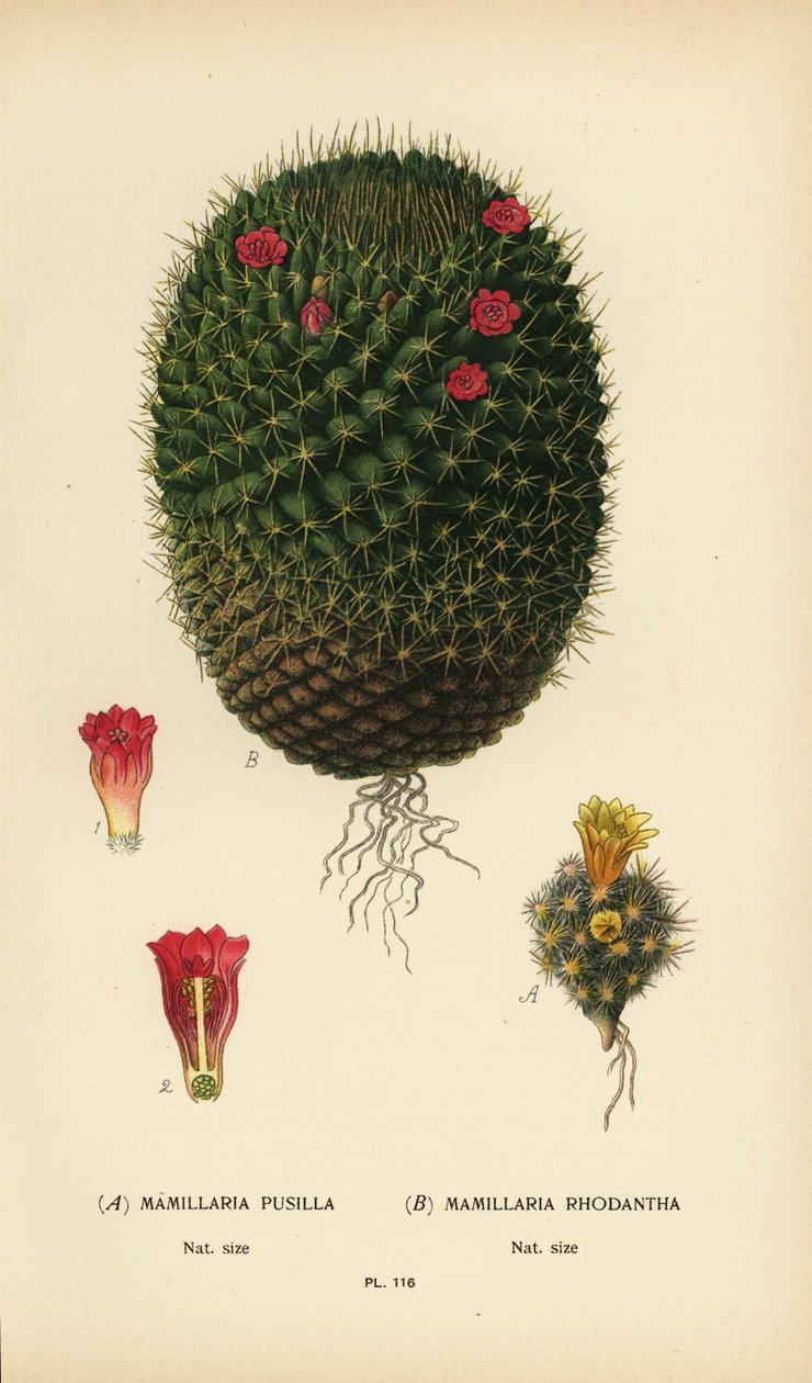 Mammillaria prolifera och Mammillaria rhodantha. av Désiré Georges Jean Marie Bois