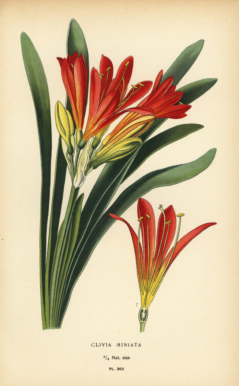 Natallilja eller busklilja, Clivia miniata. Kromolitografi från en illustration av Desire Bois från Edward Step