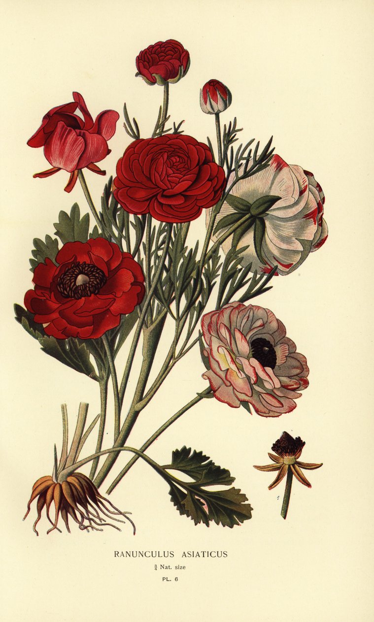 Persiska smörblommor, Ranunculus asiatica. av Désiré Georges Jean Marie Bois