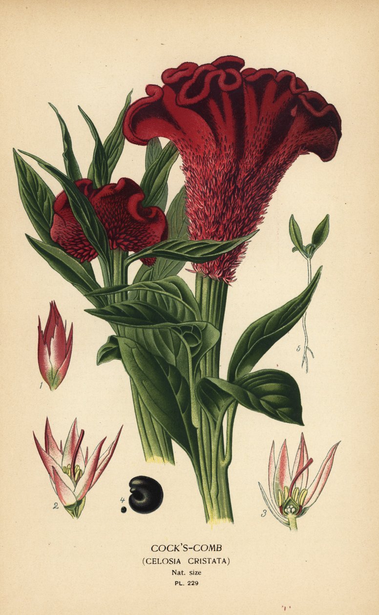 Plumed tuppkam eller silver tuppkam, Celosia argentea (Tuppkam, Celosia cristata). Kromolitografi från en illustration av Desire Bois från Edward Step