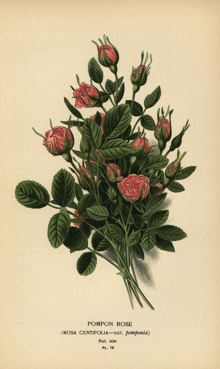 Pompongros, Rosa centifolia var. pomponia. av Désiré Georges Jean Marie Bois