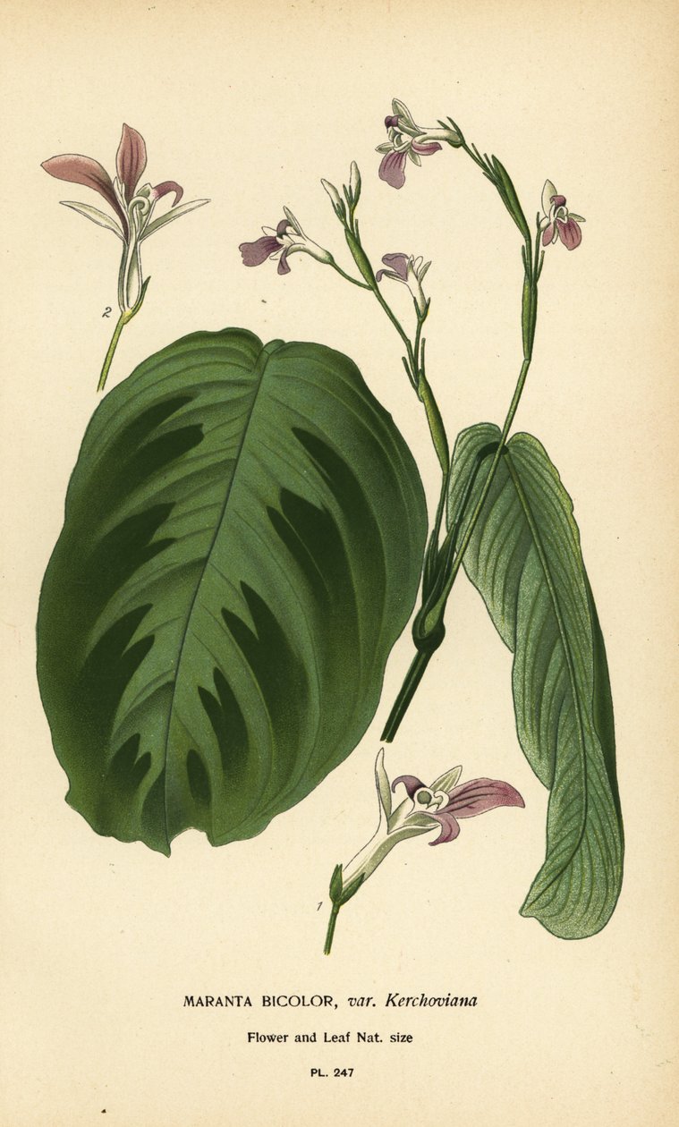 Bönväxt, Maranta leuconeura (Maranta bicolor var. Kerchoviana). Kromolitografi från en illustration av Desire Bois från Edward Step