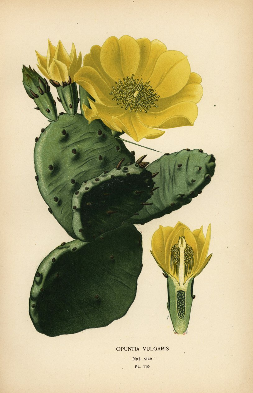 Prickly pear eller indiska fikon opuntia, Opuntia ficus-indica av Désiré Georges Jean Marie Bois