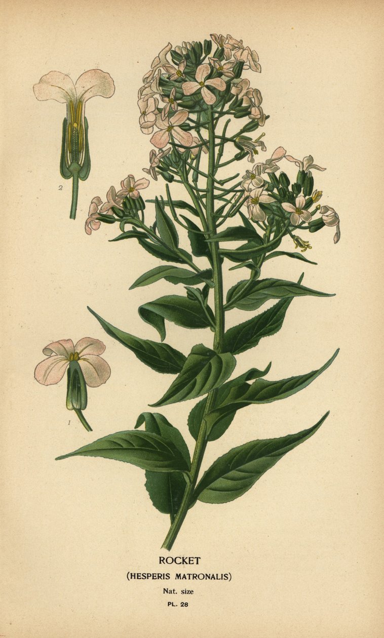 Rocket, Hespers matrona. av Désiré Georges Jean Marie Bois