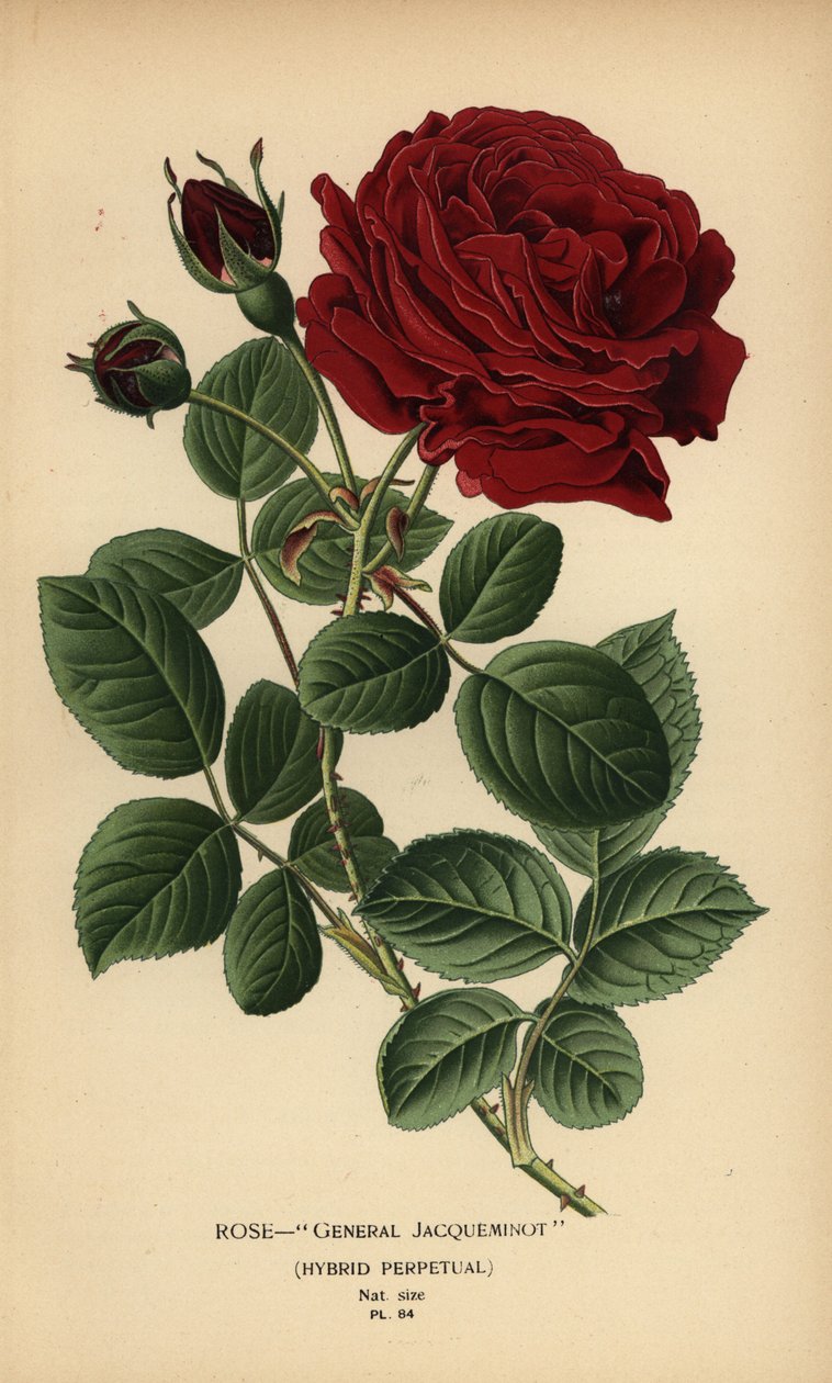 Rose General Jacqueminot, hybrid perpetual. av Désiré Georges Jean Marie Bois