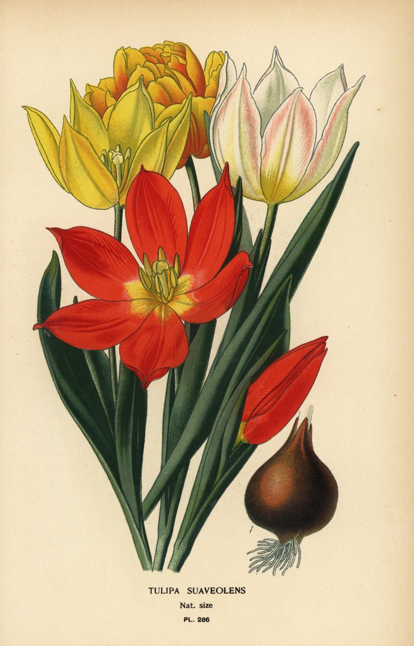 Schrencks tulpan, Tulipa suaveolens eller Tulipa schrenkii. Kromolitografi från en illustration av Desire Bois från Edward Step